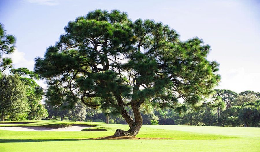 Bent Pine Golf Club, florida golf